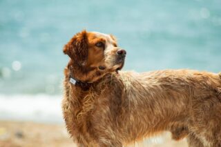Plans to release a game console for dogs revealed