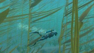 Endless Ocean is coming to Nintendo Switch with support for 30-players