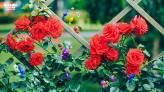 Gallery: Nintendo Japan shares 15 Pikmin wallpapers