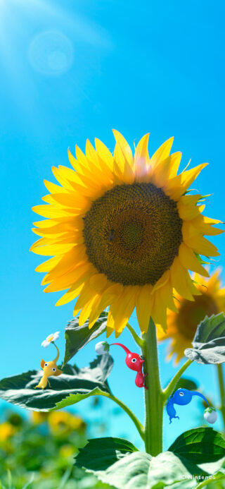 Gallery: Nintendo Japan shares 15 Pikmin wallpapers