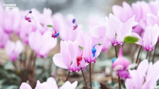 Gallery: Nintendo Japan shares 15 Pikmin wallpapers