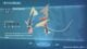 Pokemon Legends Z-A All Mega Evolutions: Every Mega Evolution and Mega Stone Locations