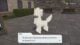 Pokémon Legends Z-A Furfrou forms: How to change Furfrou forms