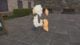 Pokémon Legends Z-A Furfrou forms: How to change Furfrou forms