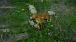 Crimson Desert: How to take in the dog